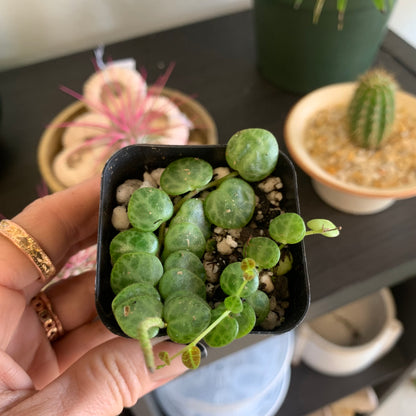 String of Turtles