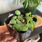 String of Turtles