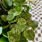 Hoya Curtisii