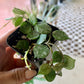 Hoya Curtisii