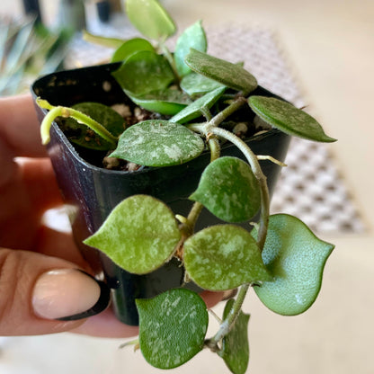 Hoya Curtisii