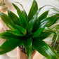 Dracaena "Janet Craig Compacta"