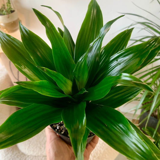 Dracaena "Janet Craig Compacta"