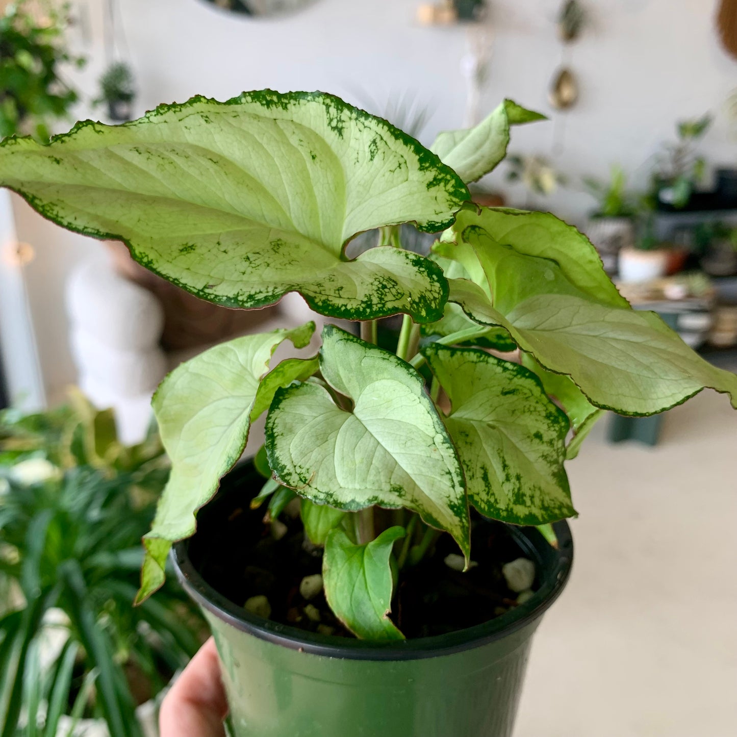 White Butterfly Syngonium