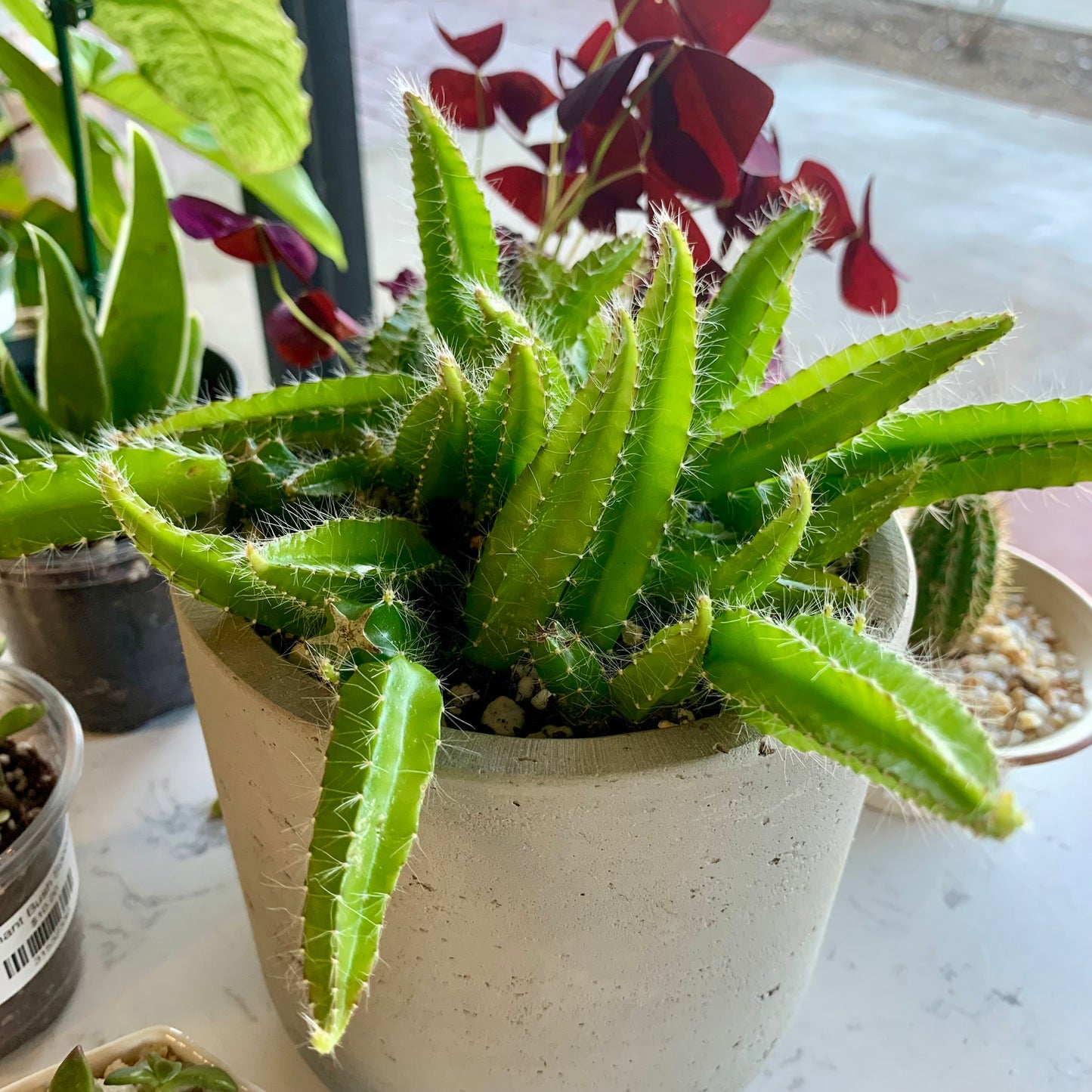 Potted Dog Tail Cactus