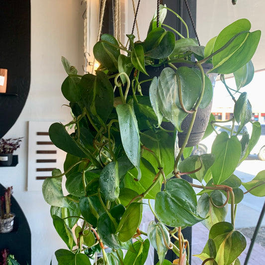 Philodendron Brasil XL