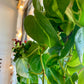 Philodendron Brasil XL