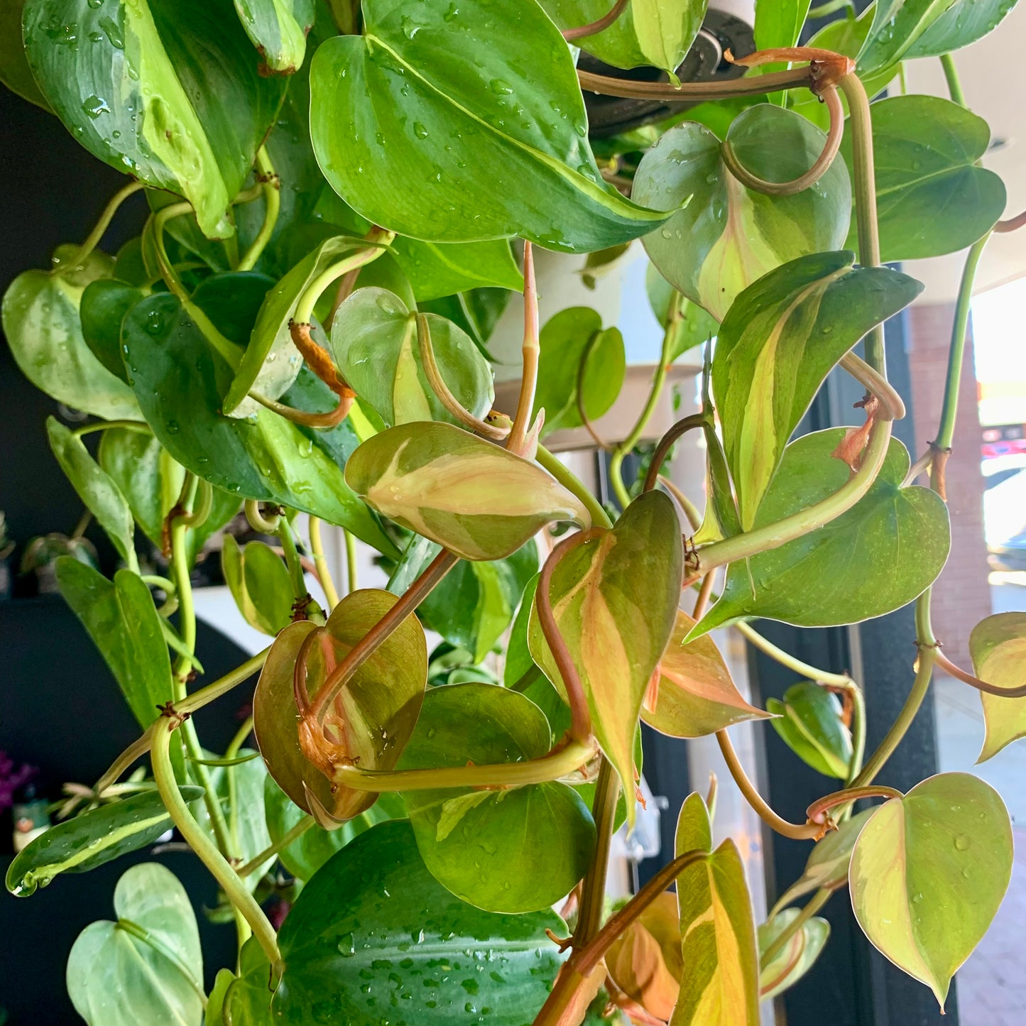 Philodendron Brasil XL