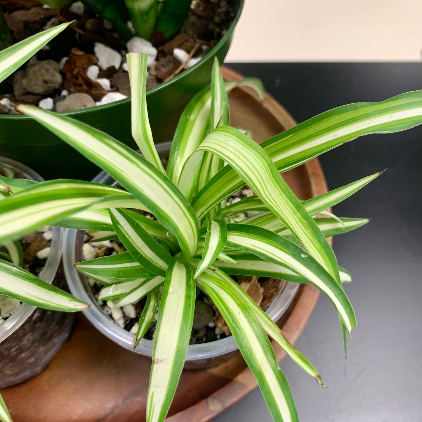 Spider Plant