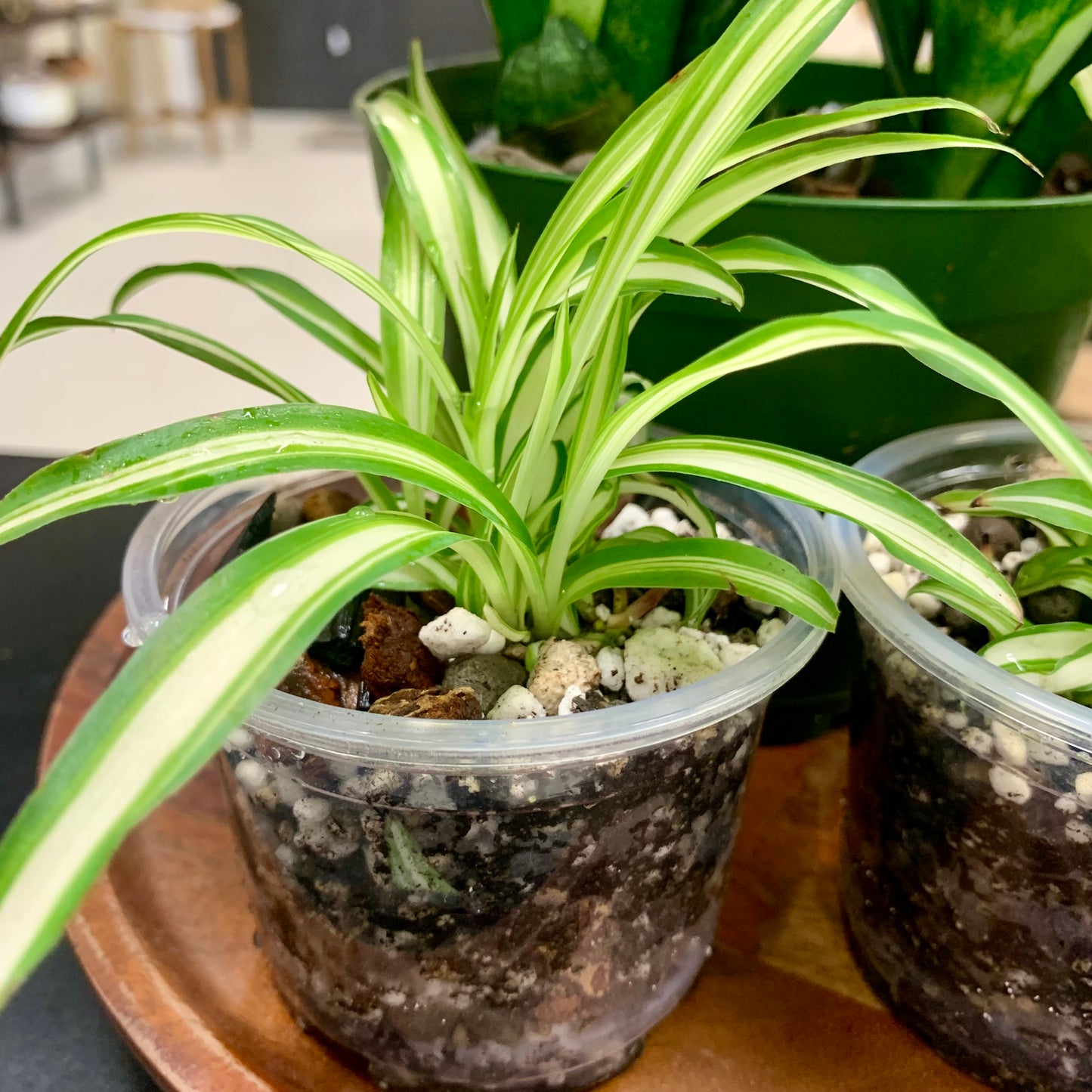 Spider Plant