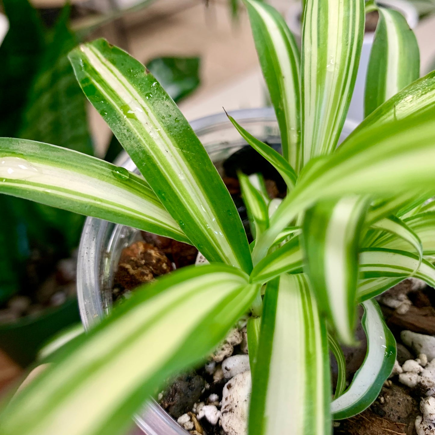 Spider Plant