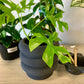 Bubble Planter