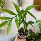 Monstera Subpinnata