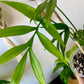 Monstera Subpinnata