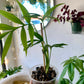 Monstera Subpinnata