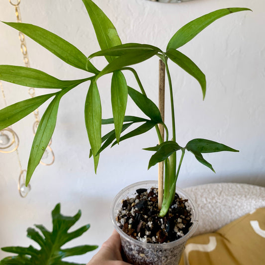 Monstera Subpinnata