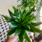 Dracaena "Janet Craig Compacta"