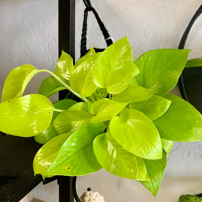 Neon Pothos