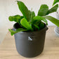 Modern Black Pot