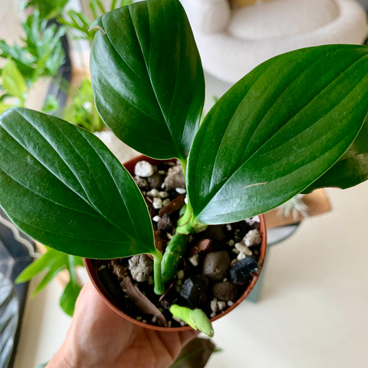 Dragons Tail (Epipremnum Pinnatum)