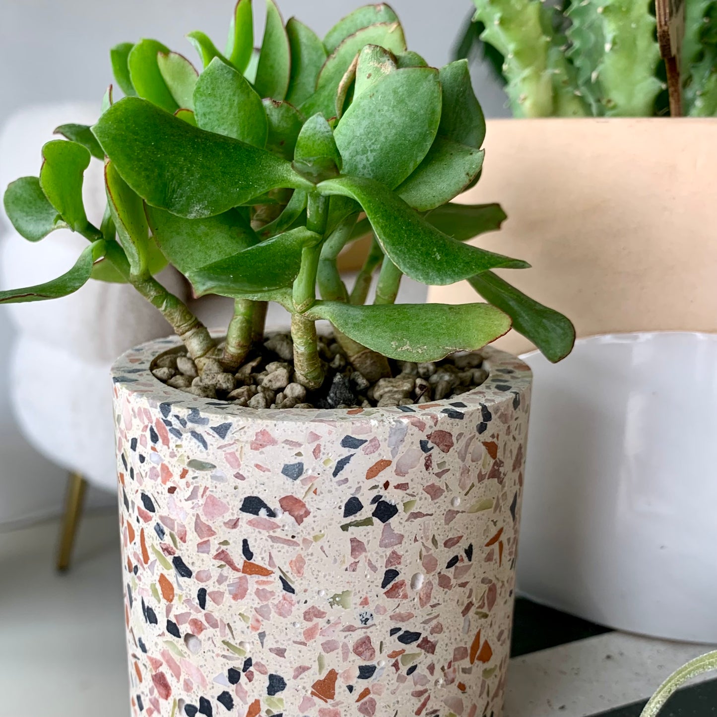 Potted Ripple Jade Succulent