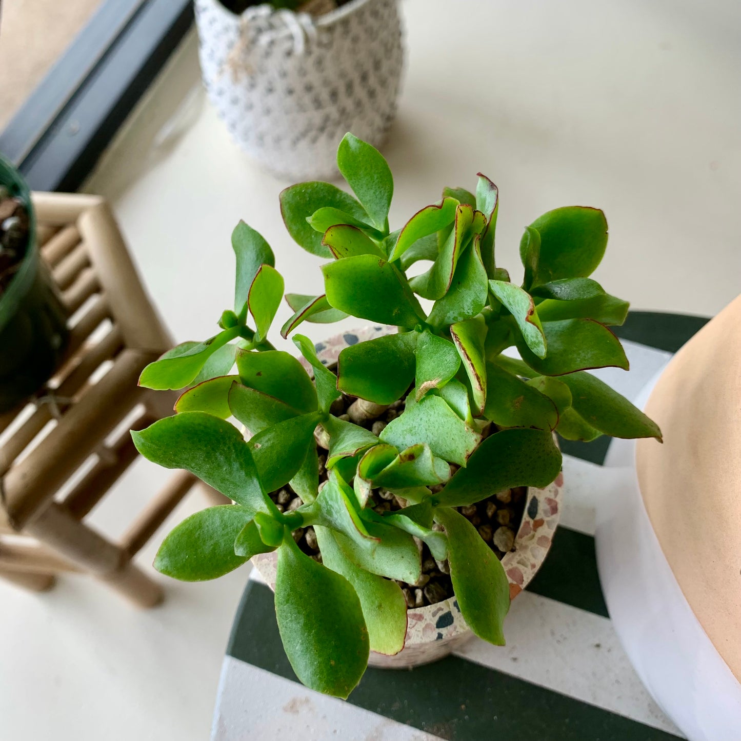 Potted Ripple Jade Succulent