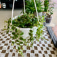 String of Turtles