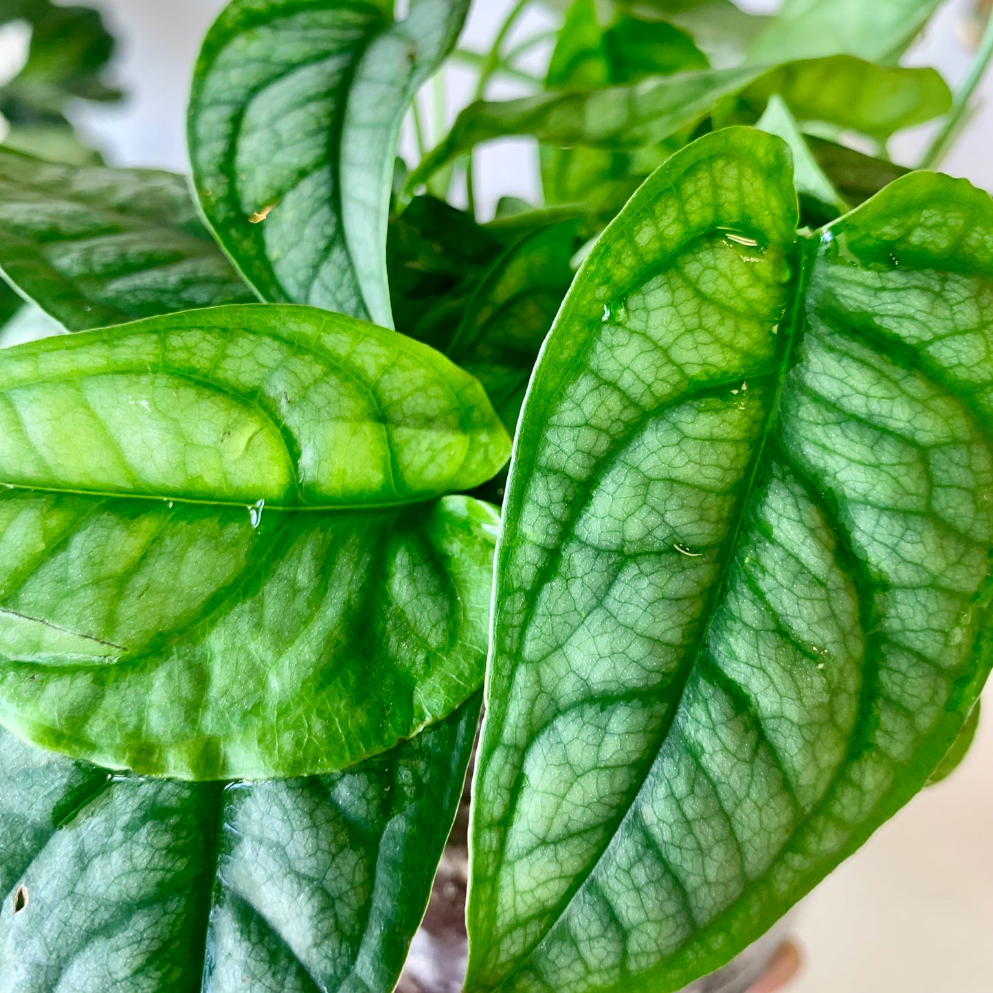 Monstera Siltepecana (Silver Monstera)