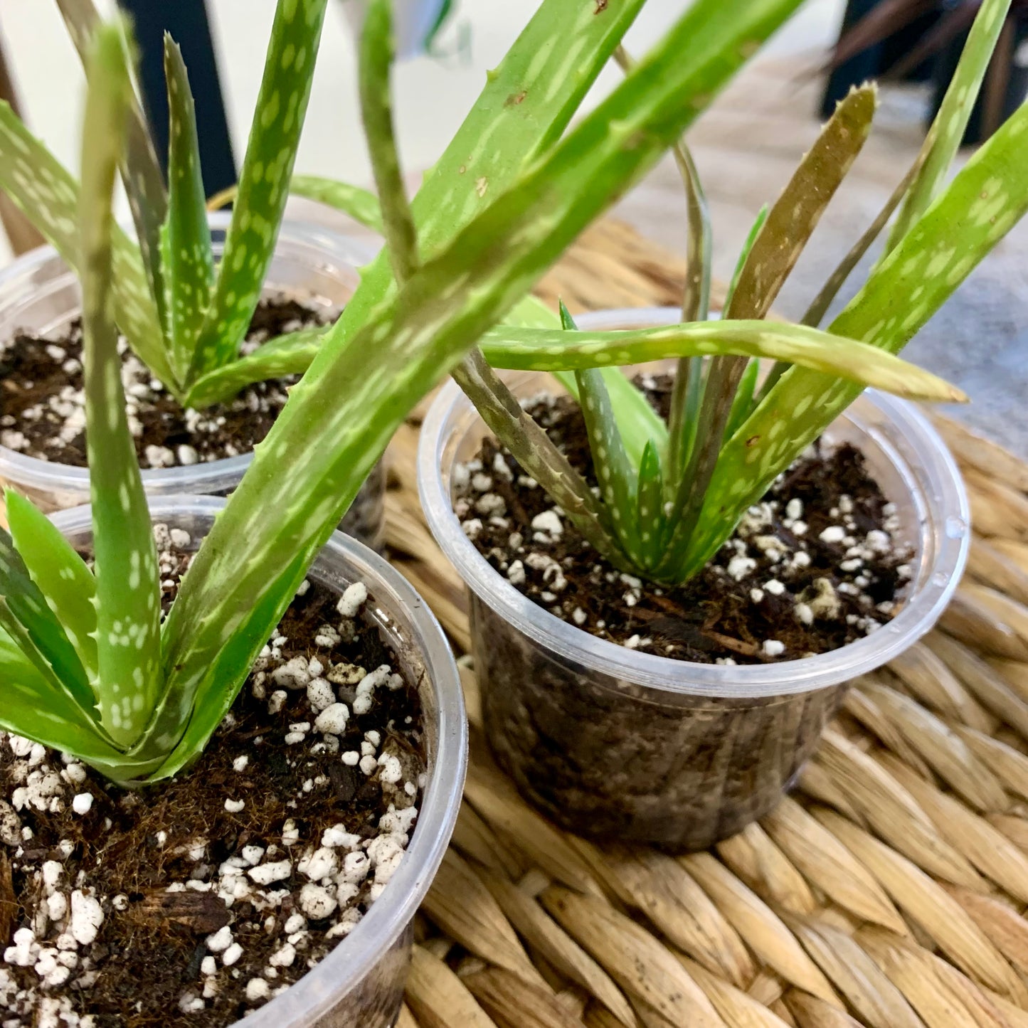 Aloe Vera Plant