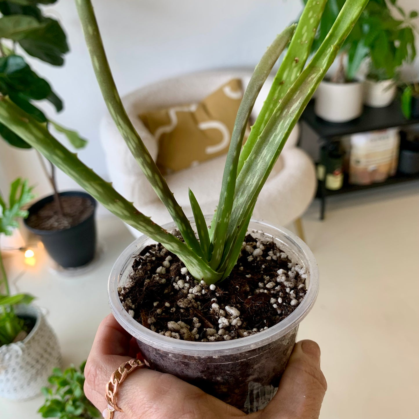 Aloe Vera Plant