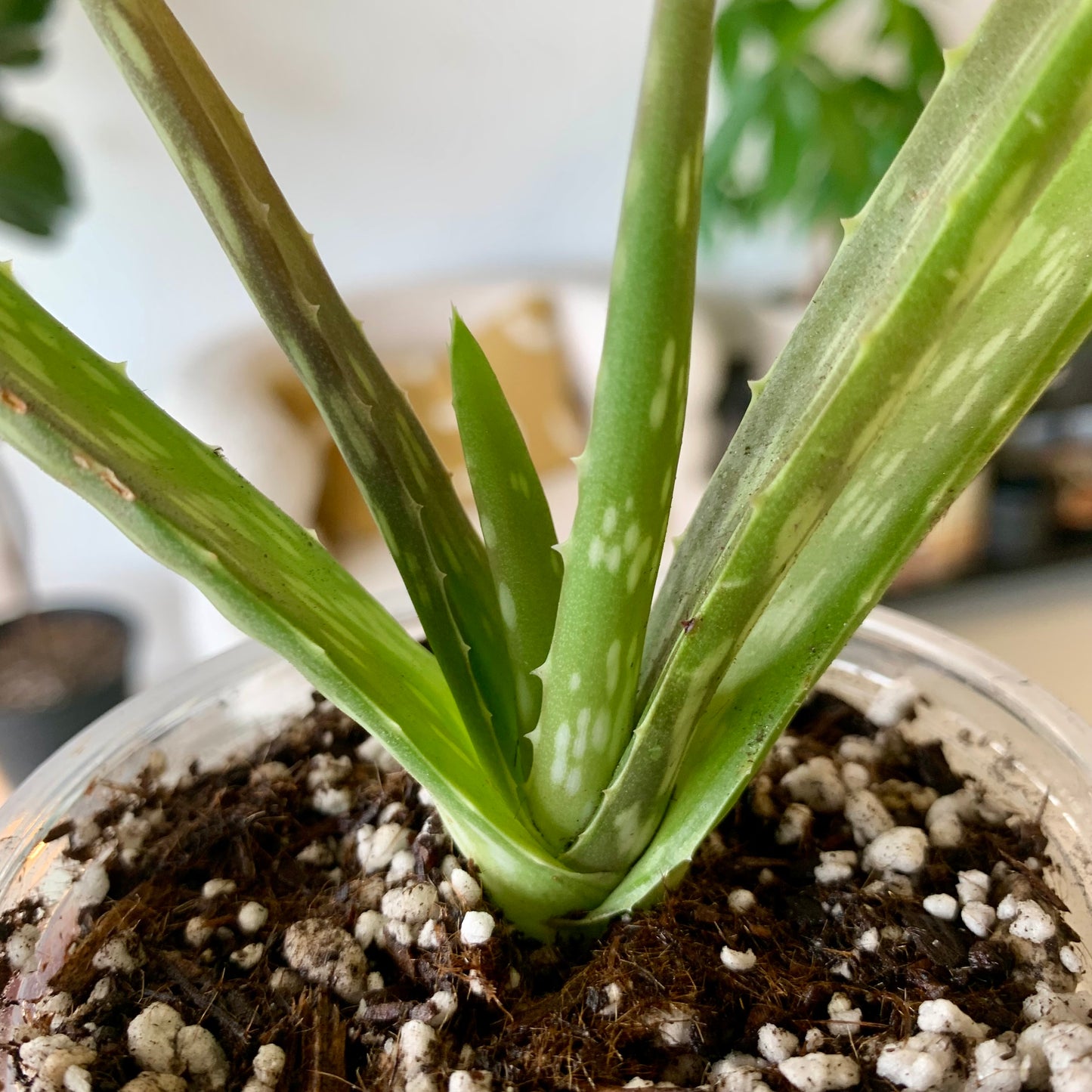 Aloe Vera Plant