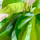 Philodendron Brasil 4"
