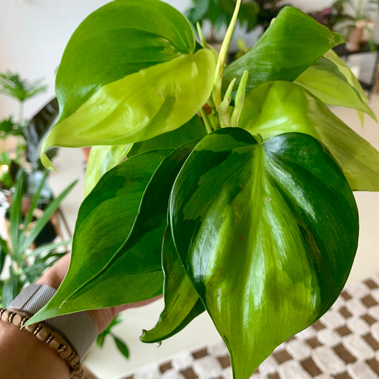 Philodendron Brasil 4"
