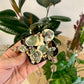Variegated String of Hearts