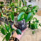 Hoya Meliflua