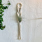 Macrame Air Plant Hanger