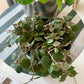 Hoya Curtisii