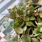 Hoya Curtisii