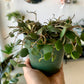 Hoya Curtisii