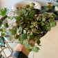 Hoya Curtisii