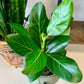 Audrey Ficus
