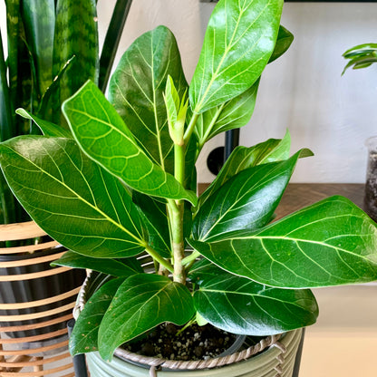 Audrey Ficus