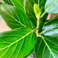 Audrey Ficus