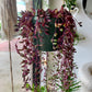 Ruby Necklace Succulent