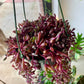 Ruby Necklace Succulent