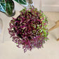 Ruby Necklace Succulent