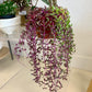Ruby Necklace Succulent