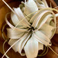 Xerographica Air Plants