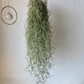 Spanish Moss Usneoides