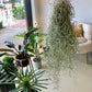 Spanish Moss Usneoides